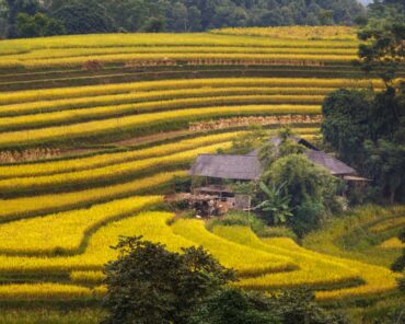 Mengatasi Kebutuhan Beras di Indonesia: Tantangan d ...